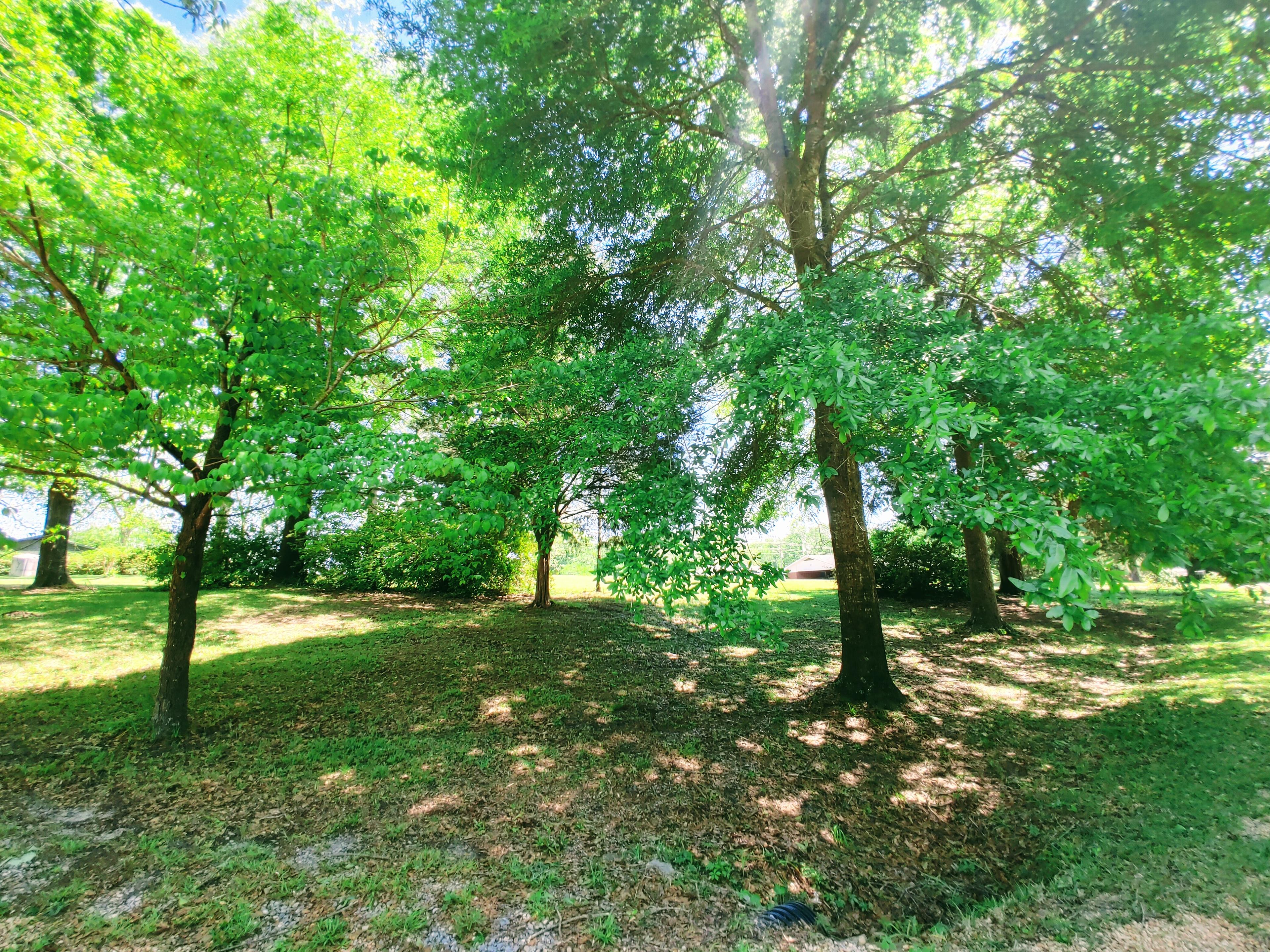 Mosley Bridge Rd, Gilbertown, AL 36908