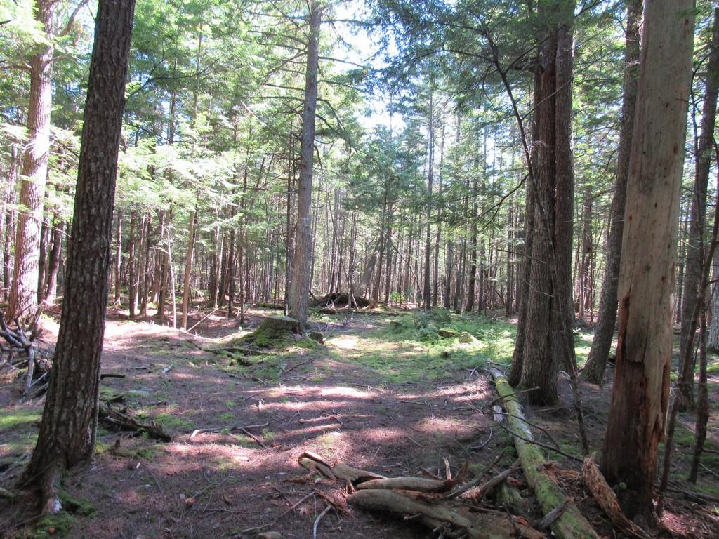 Forest Ave, Orono, ME 04473