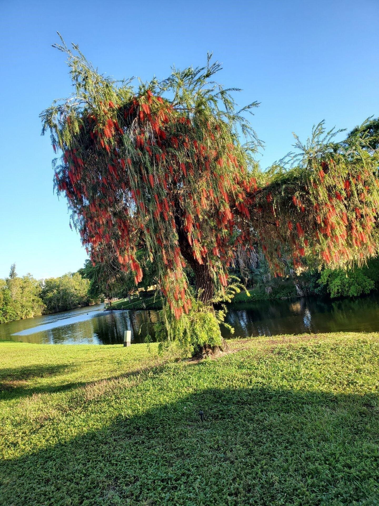 Sparrow Dr, Royal Palm Beach, FL 33411