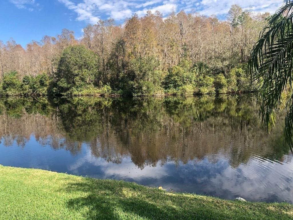 Saddlewood Ln, Palm Harbor, FL 34685