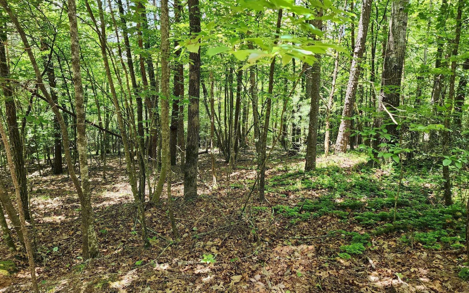 Wildwood Trl, Hayesville, NC 28904