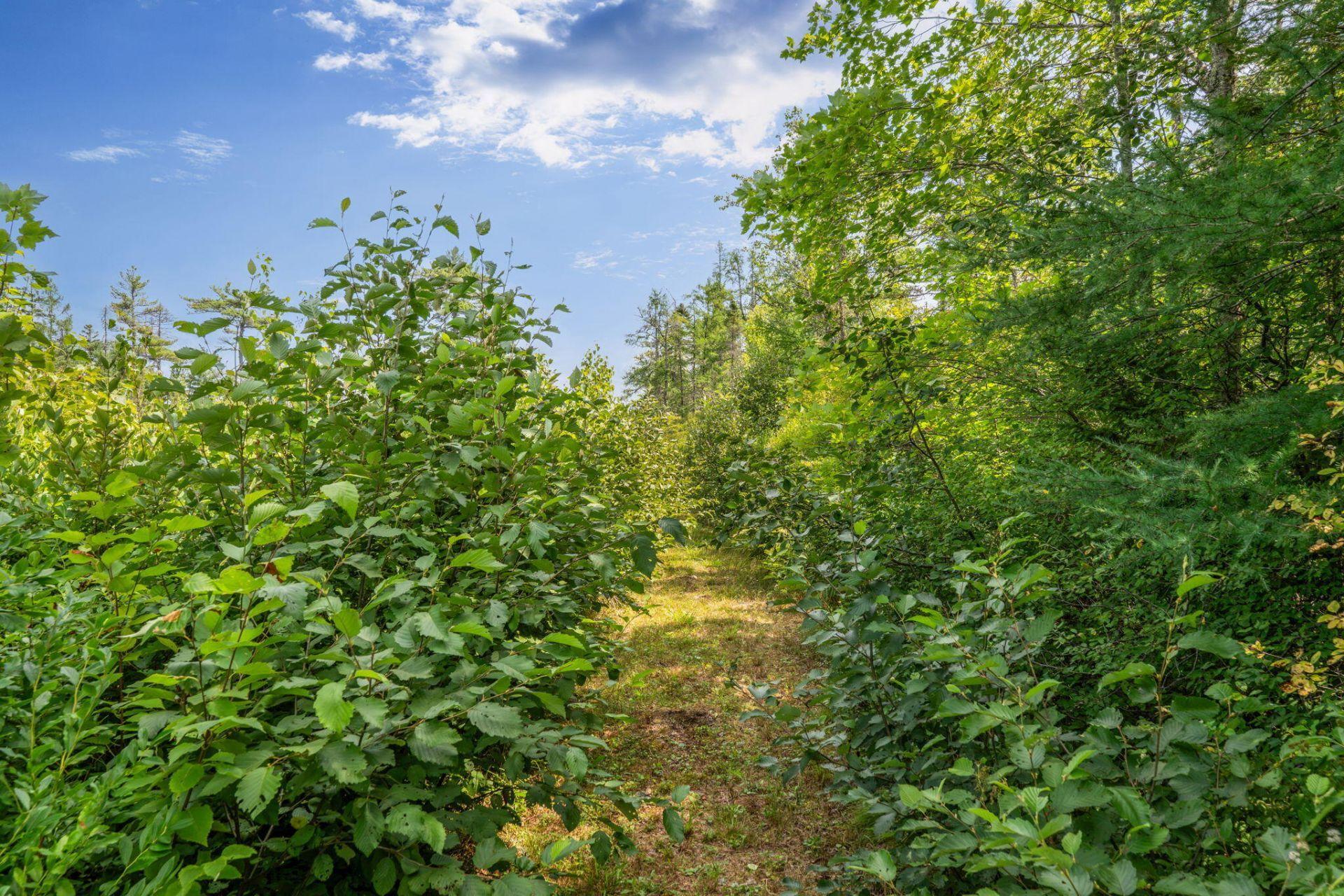 Wolf Cove Rd, Eastbrook, ME 04634