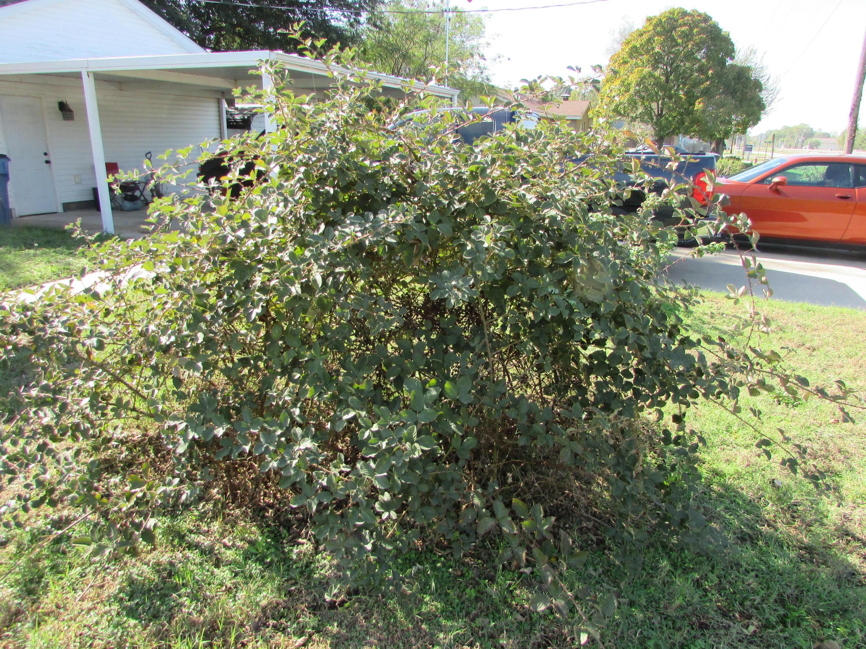 Frisco St, Seneca, MO 64865