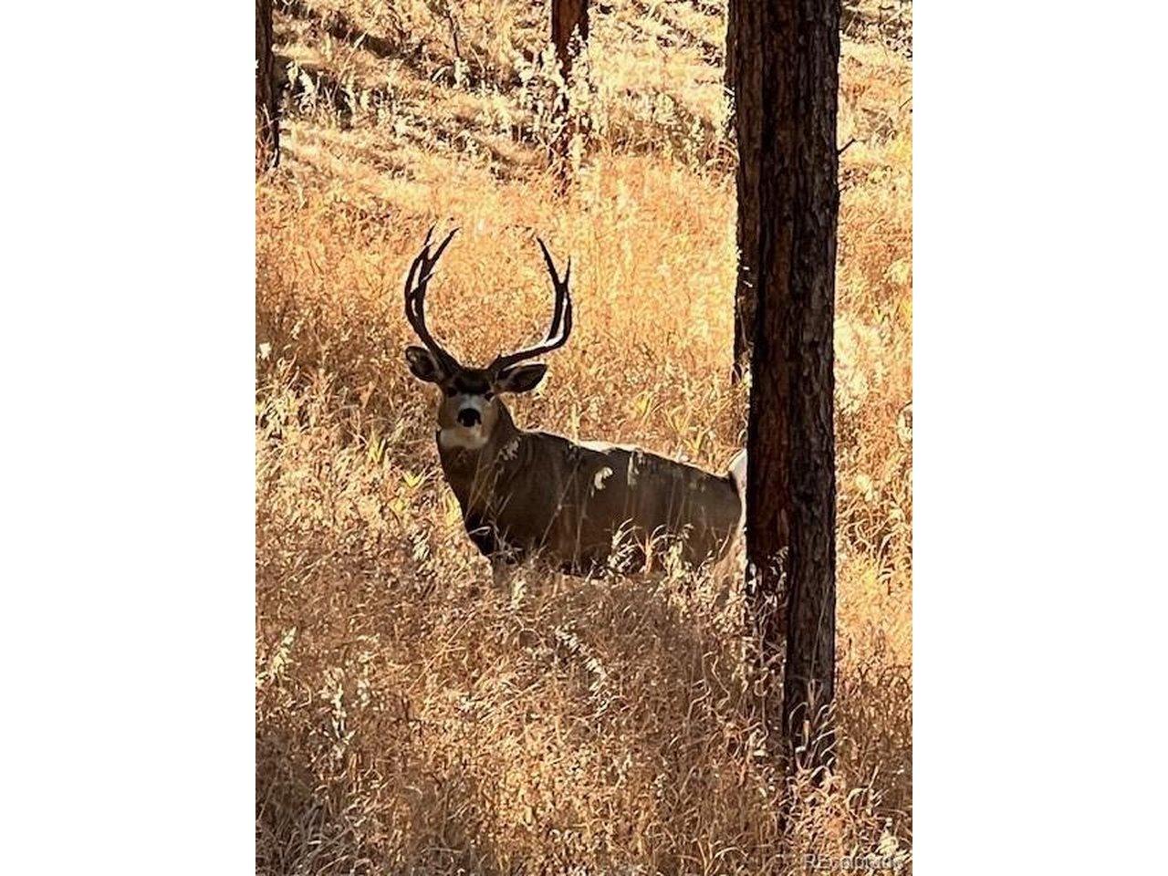 Mohawk Dr, Larkspur, CO 80118
