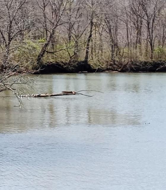 Chapmansboro Rd, Chapmansboro, TN 37035
