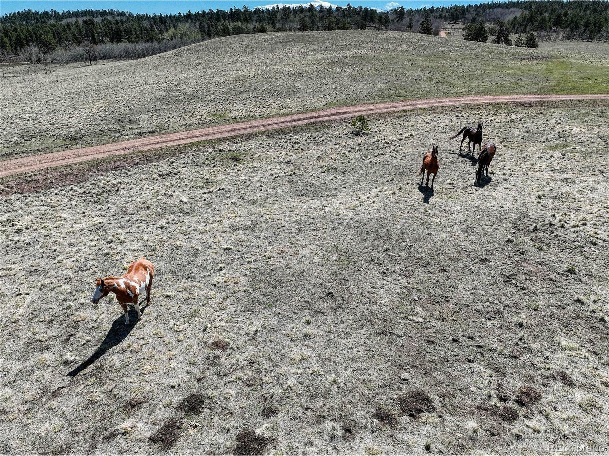 Deerview Dr, Florissant, CO 80816