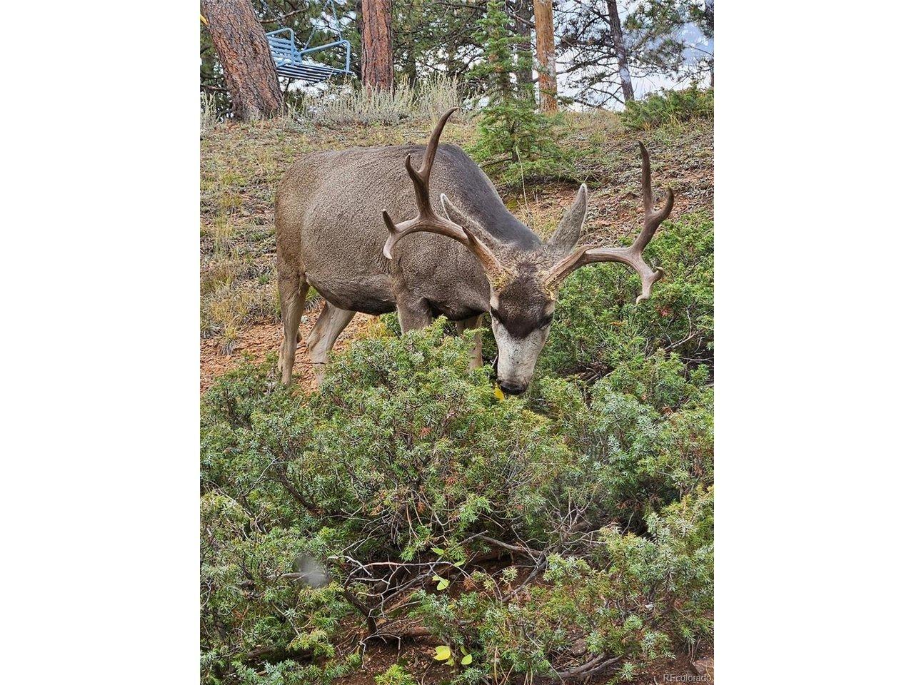 S Parker Ave, Pine, CO 80470