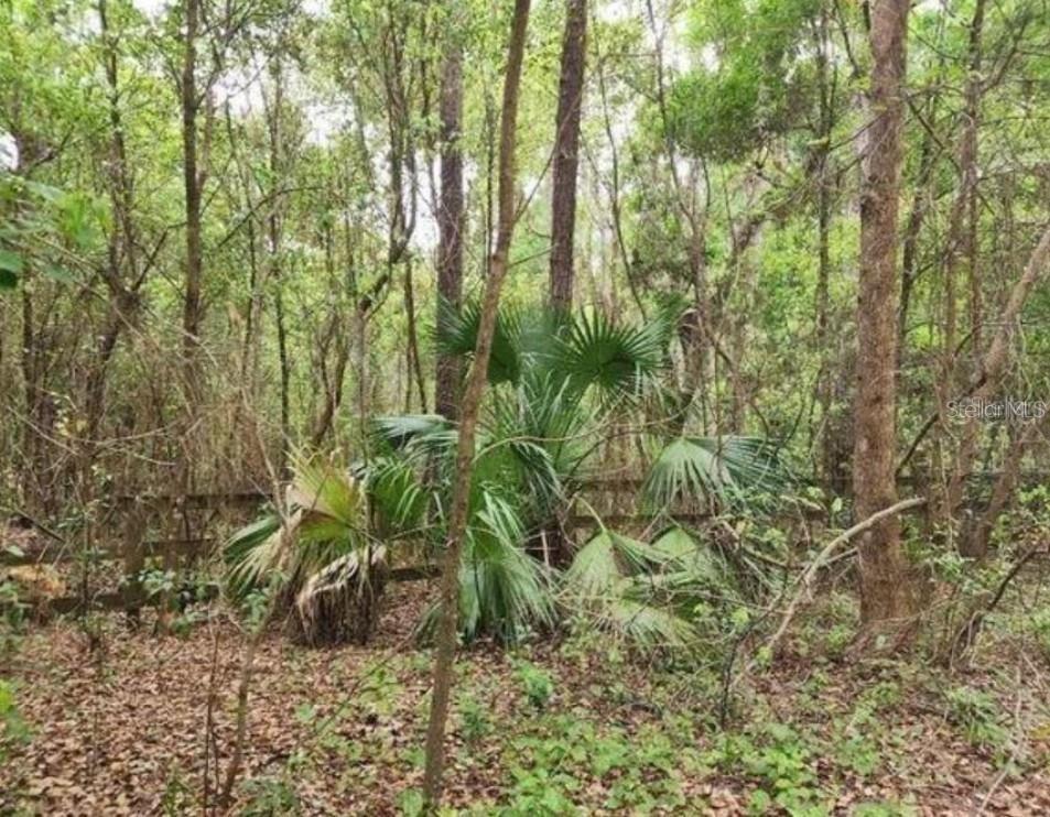 Se 156th Place Rd, Weirsdale, FL 32195