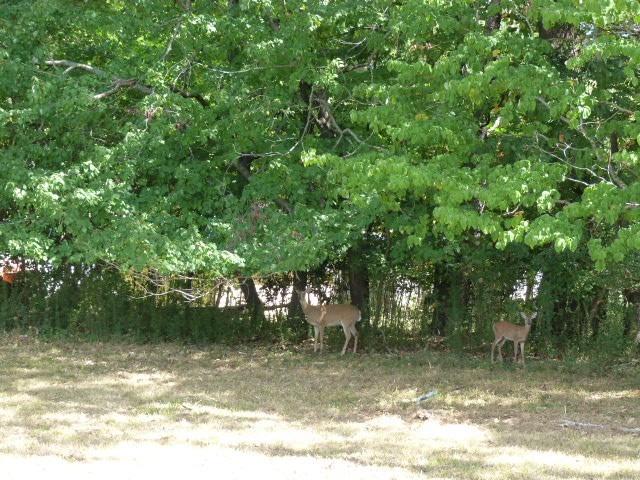 Bradbury Ct, Tullahoma, TN 37388