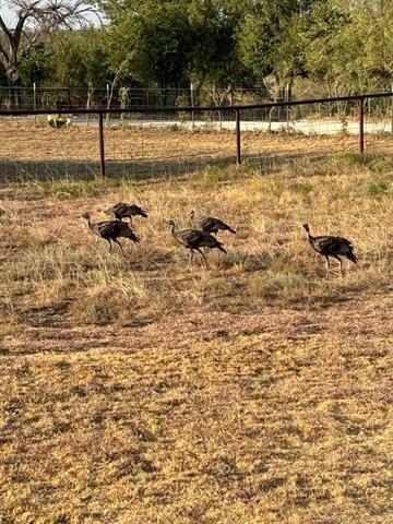 County Road 209, Wingate, TX 79566